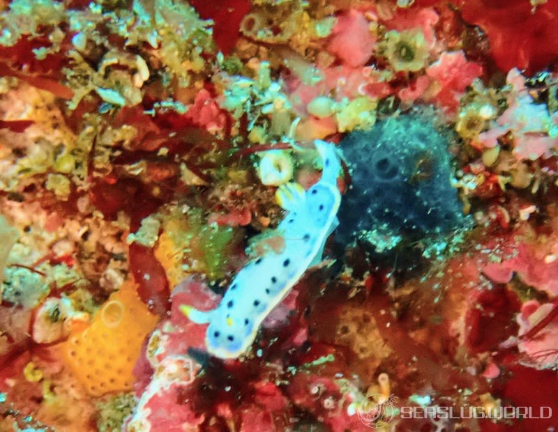 ウスイロウミウシ Hypselodoris placida