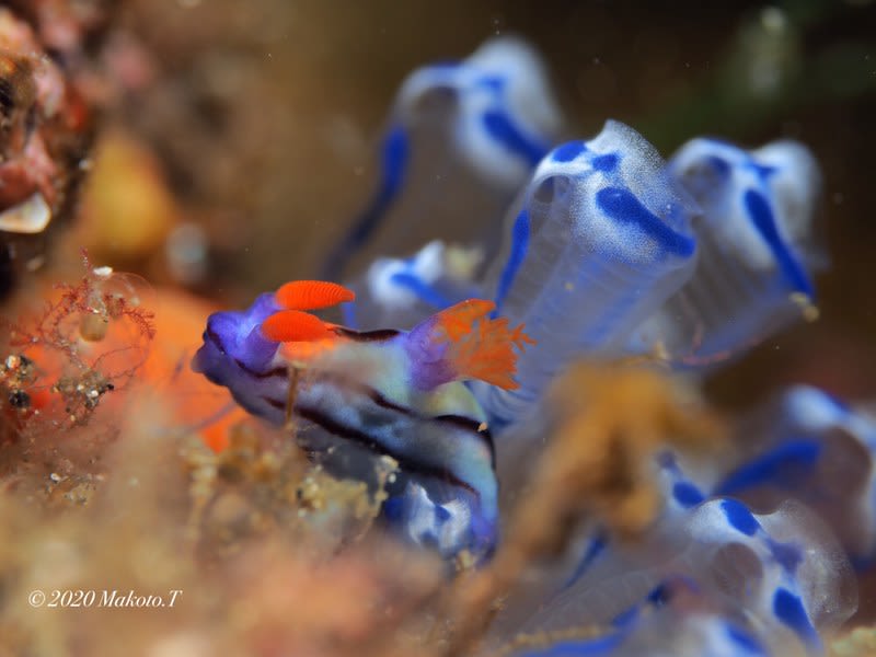 セトリュウグウウミウシ Nembrotha sp. 2