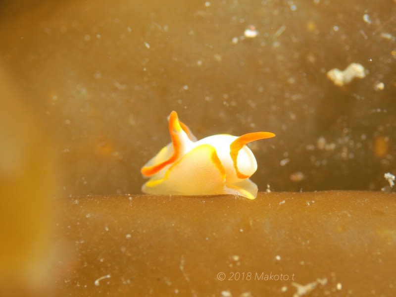 シラタマウミコチョウ Siphopteron makisig