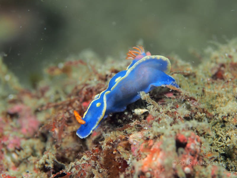 アオウミウシ Hypselodoris festiva