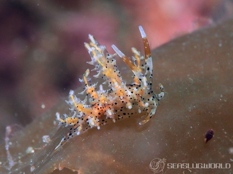 ジョオウミノウミウシ Eubranchus virginalis