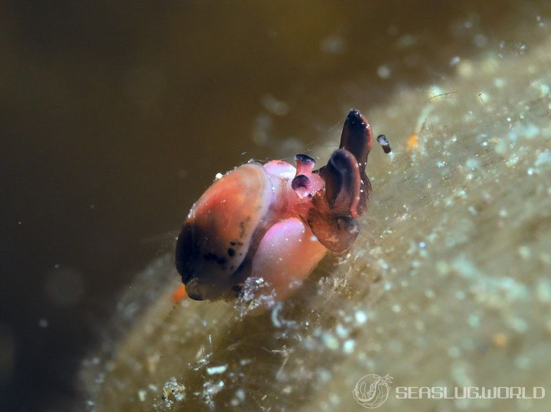 クロヘリアメフラシ Aplysia japonica