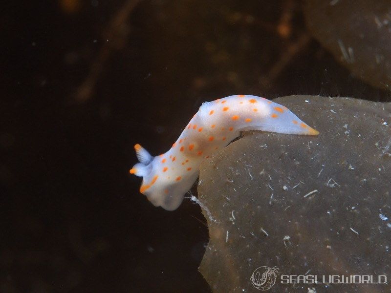 アカボシウミウシ Gymnodoris alba