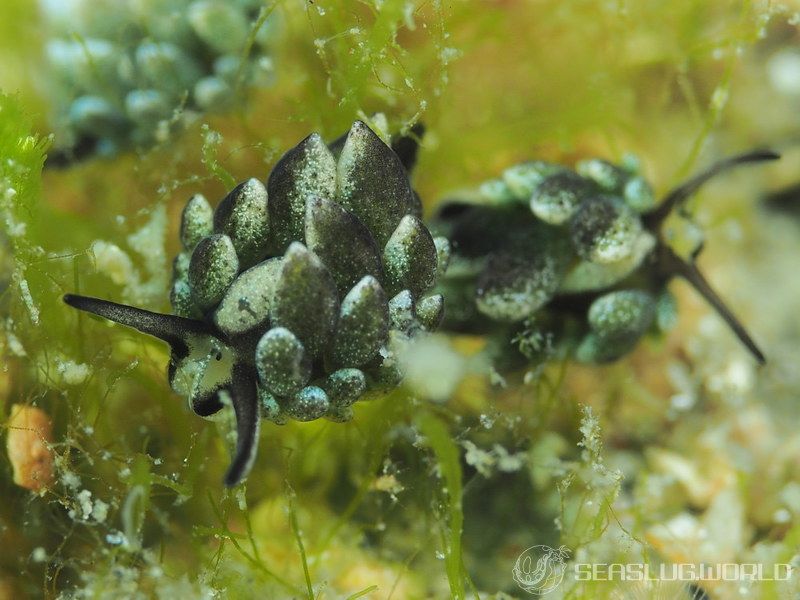 オオアリモウミウシ Costasiella formicaria