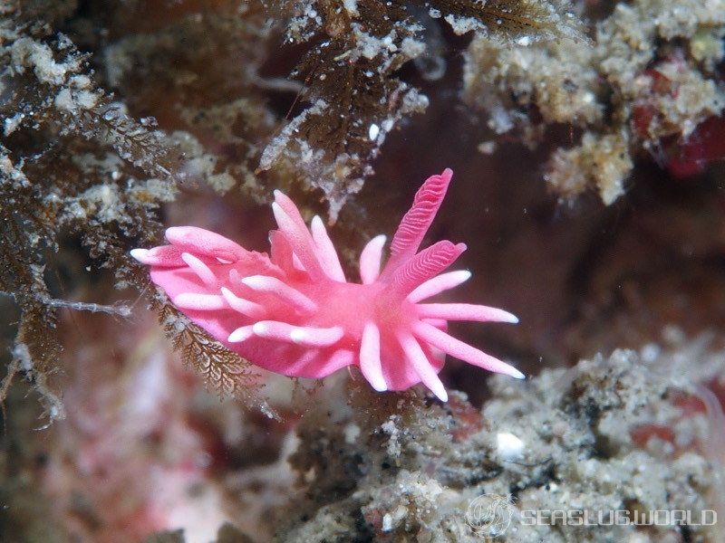 ヒロウミウシ Ceratodoris hiroi