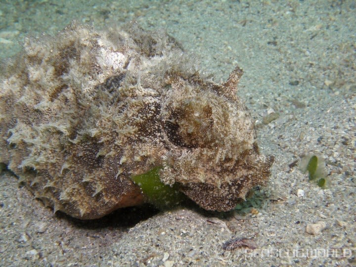 タツナミガイ Dolabella auricularia