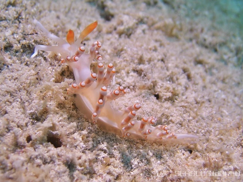 カザリミノウミウシ Samla bilas