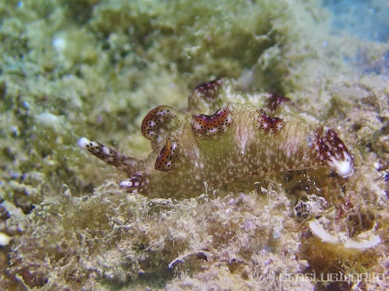 テンテンコノハミドリガイ Elysia nigropunctata