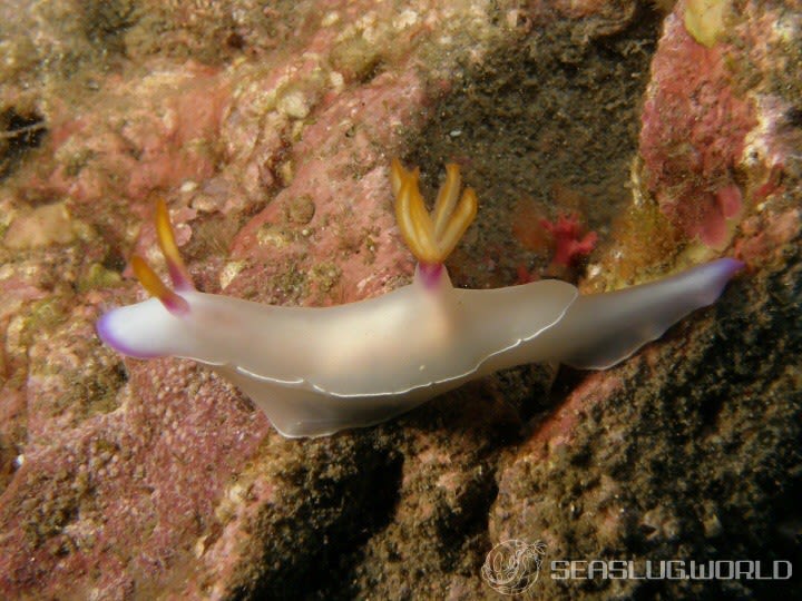 ゾウゲイロウミウシ Hypselodoris bullockii