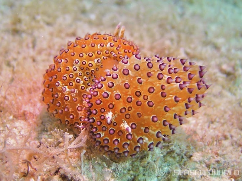 トゲトゲウミウシ Janolus tricellariodes