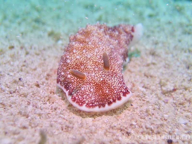 チリメンウミウシ Goniobranchus reticulatus