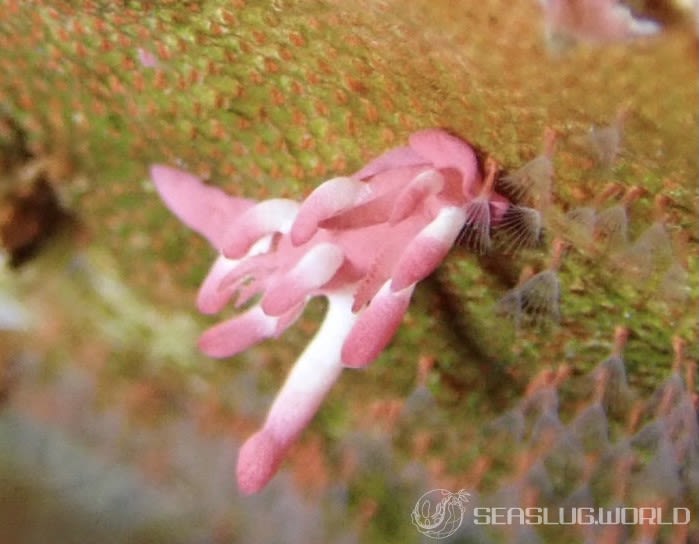 ミナミヒロウミウシ Ceratodoris nakamotoensis