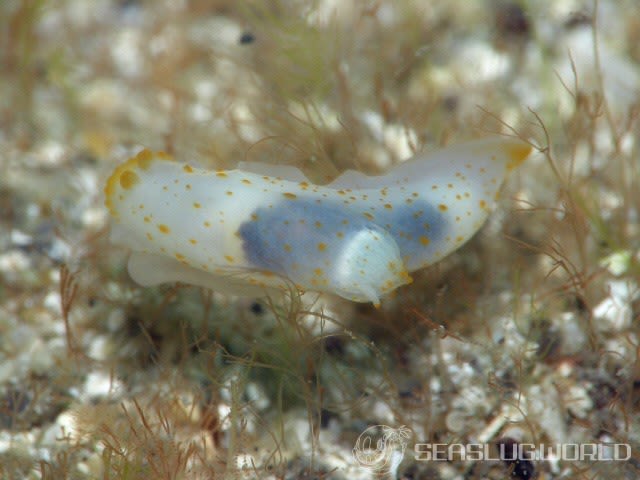 キヌハダウミウシ属の一種 18 Gymnodoris sp.18