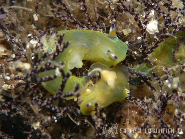 コミドリリュウグウウミウシ Tambja amakusana