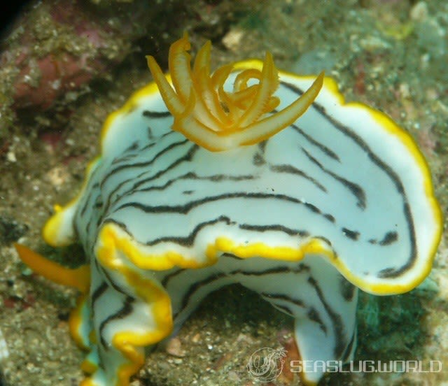 クロスジウミウシ Chromodoris sp. 6