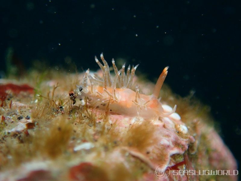 ヨツスジミノウミウシ属の一種 5 Facelina sp. 5