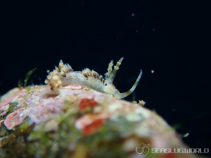 シャクジョウミノウミウシ Phidiana anulifera