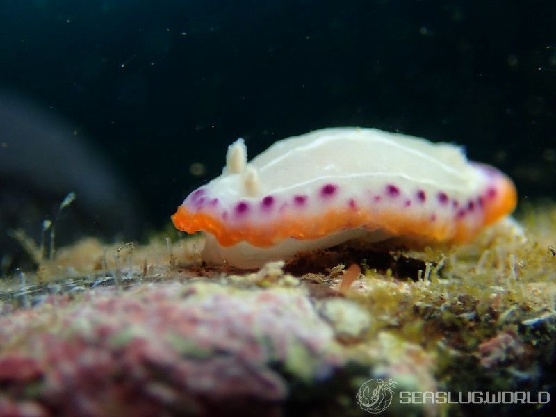 セトイロウミウシ Goniobranchus setoensis