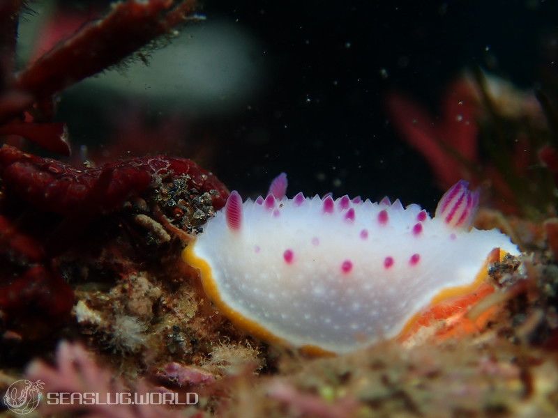 クリヤイロウミウシ Mexichromis mariei