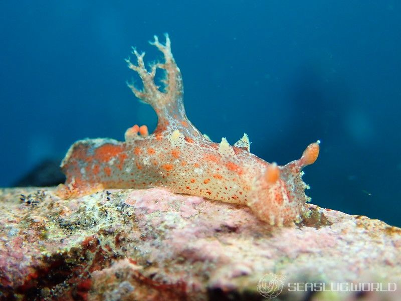 ベッコウヒカリウミウシ Plocamopherus imperialis