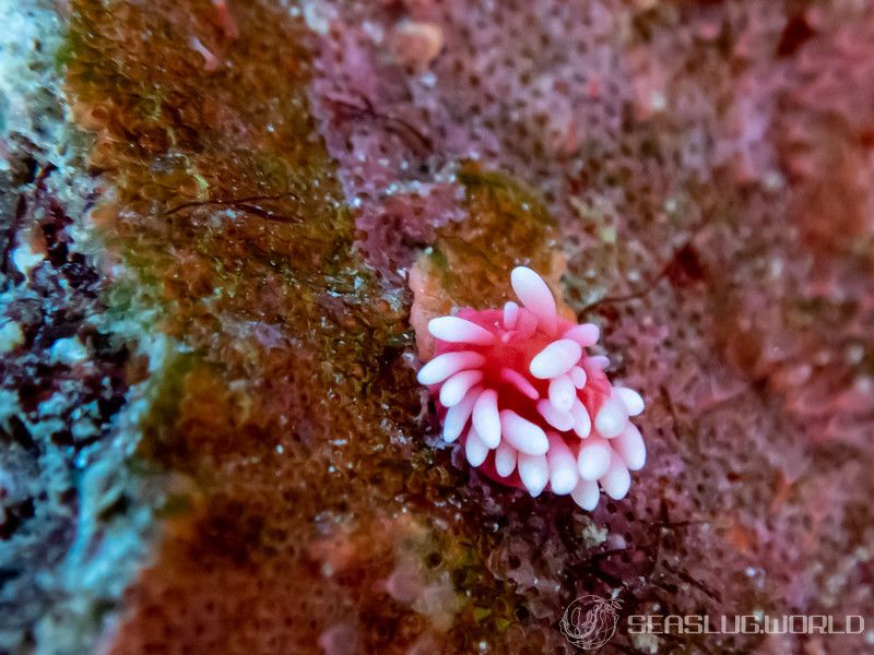 ヒロウミウシ Ceratodoris hiroi