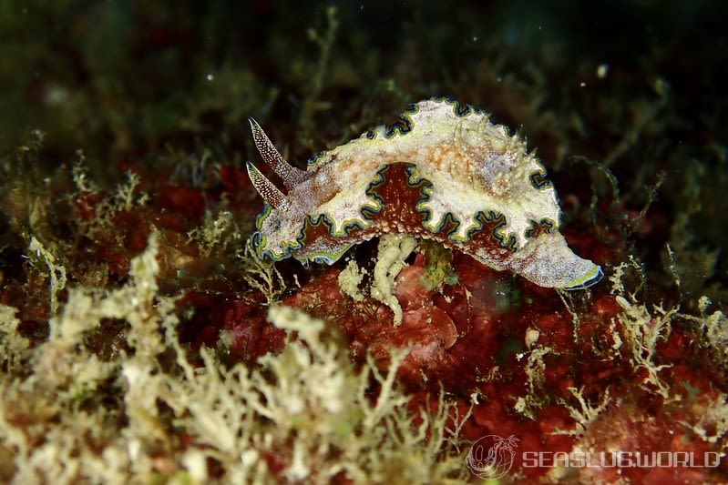 モンジャウミウシ Glossodoris cf. cincta