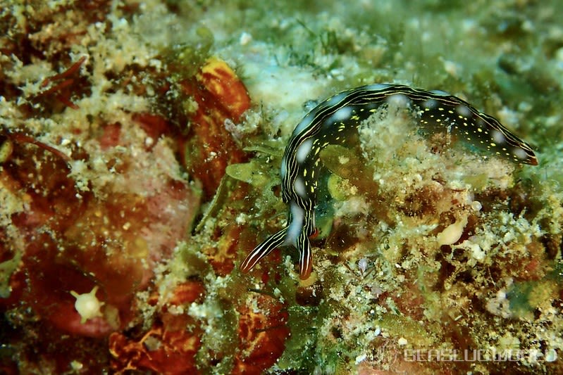 ハナミドリガイ Thuridilla splendens