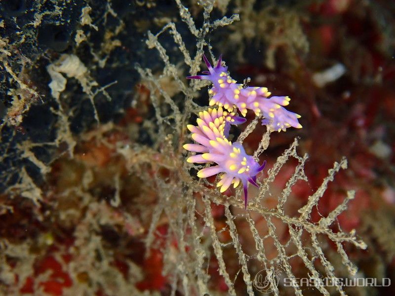 ミチヨミノウミウシ Trinchesia sibogae