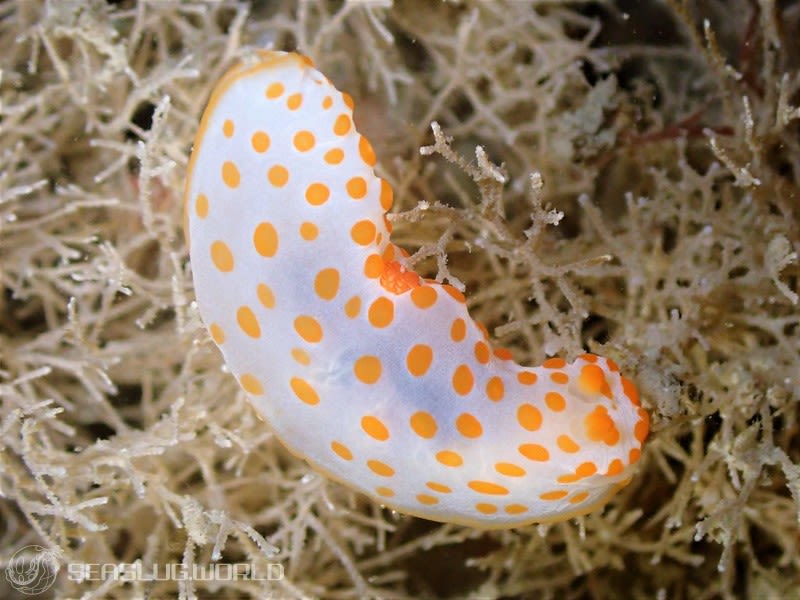 キイボキヌハダウミウシ Gymnodoris impudica