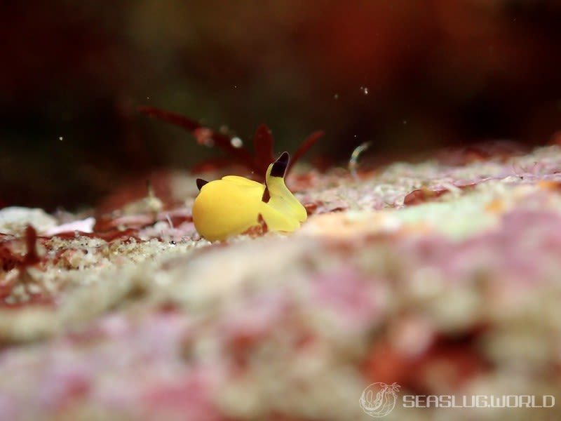 キイロウミコチョウ Siphopteron flavum