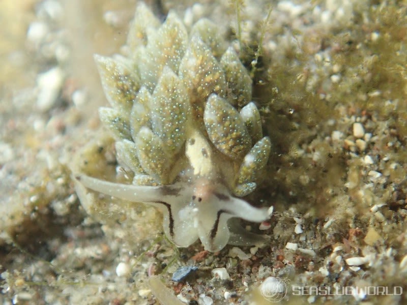 オオアリモウミウシ Costasiella formicaria