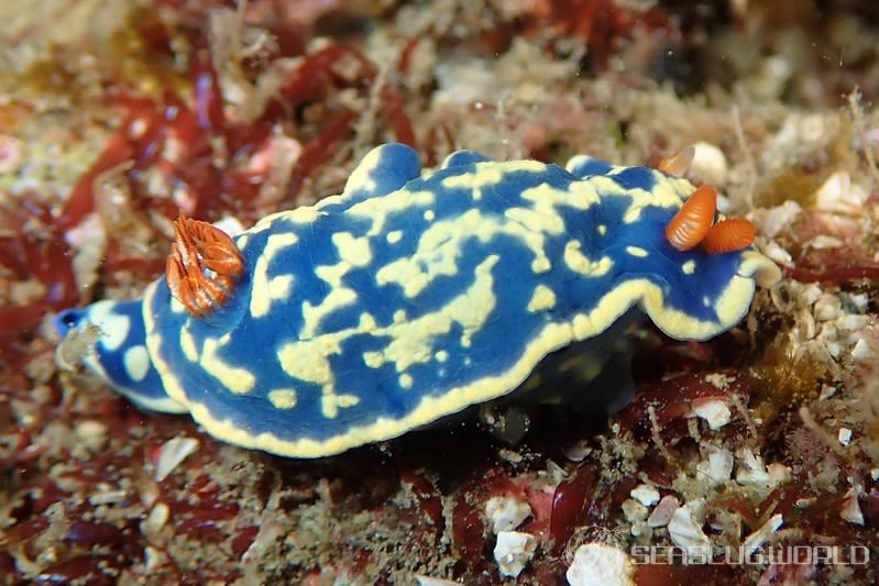 アオウミウシ Hypselodoris festiva