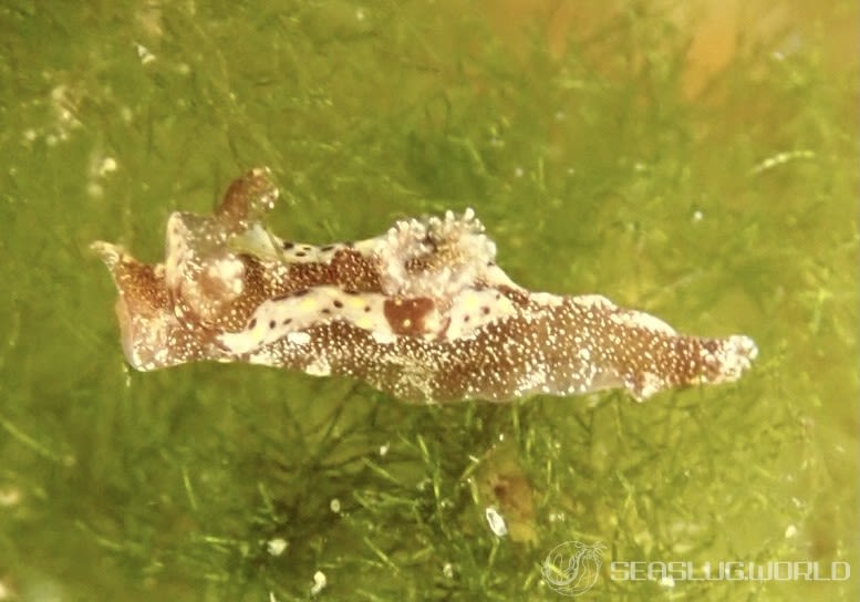 コネコウミウシ Pelagella joubini