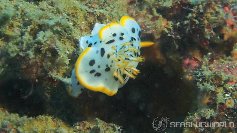 シロウミウシ Chromodoris orientalis