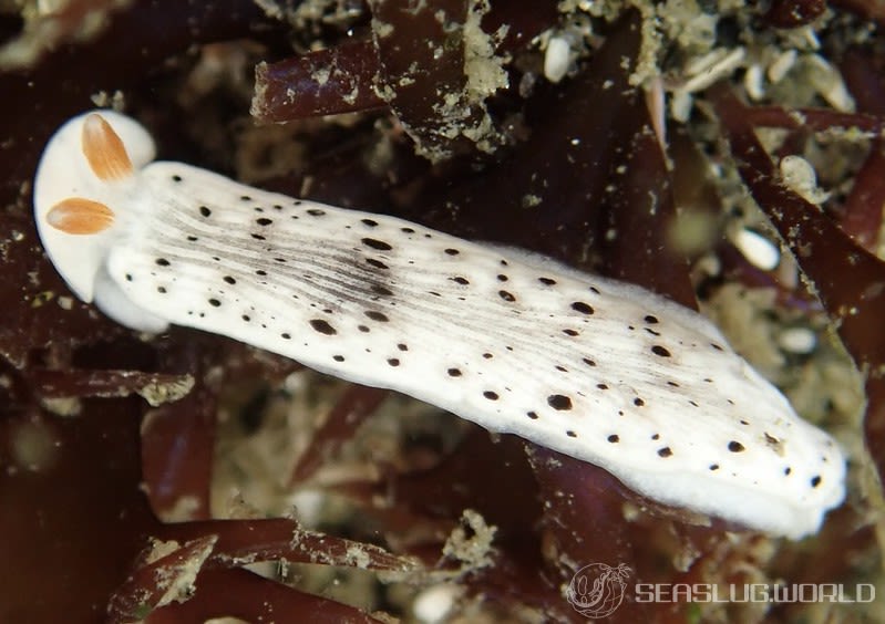 オトメウミウシ Dermatobranchus otome