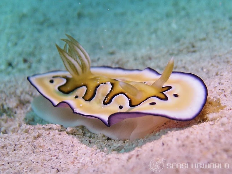 シラナミイロウミウシ Goniobranchus coi