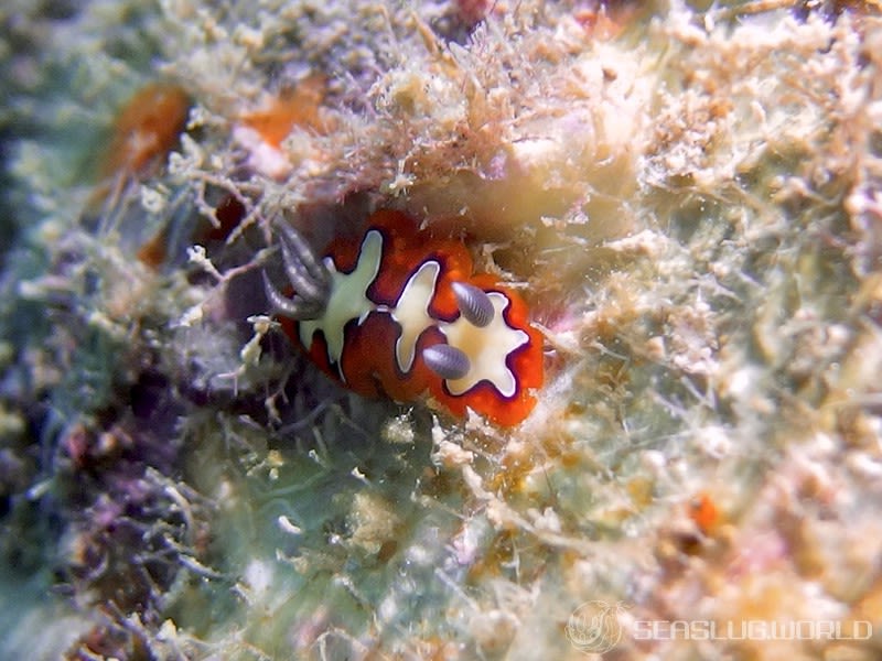 フジナミウミウシ Goniobranchus fidelis