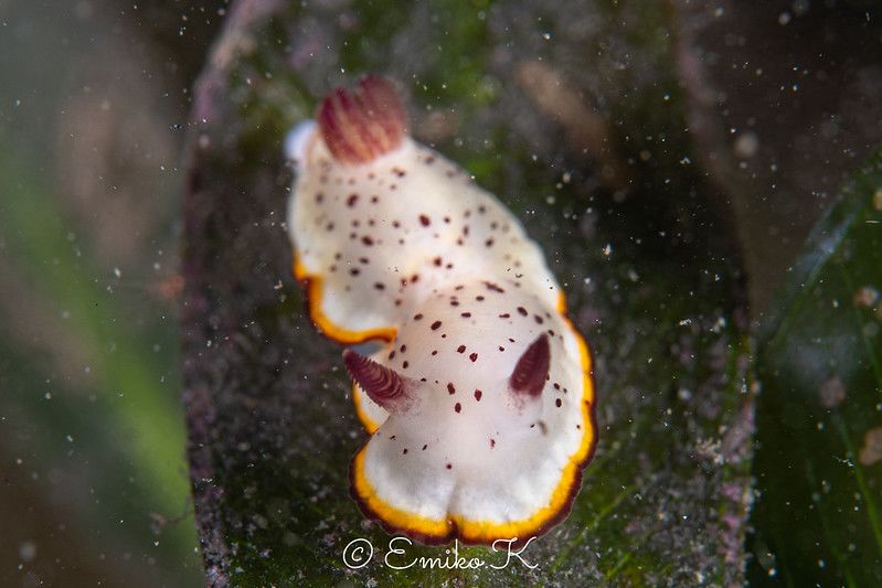 ゴニオブランクス・ダプネ Goniobranchus daphne