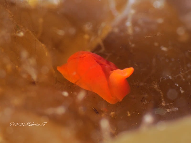 ウミコチョウ科の仲間 Gastropterid spp.