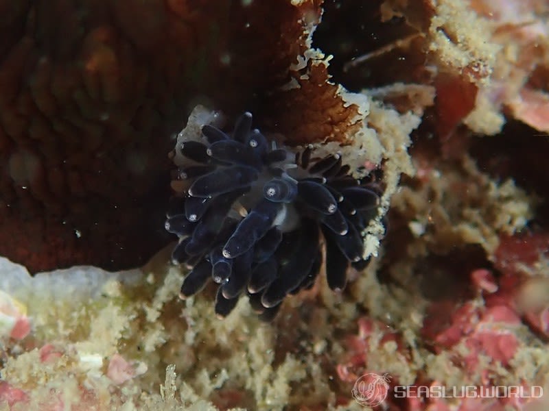 イボヤギミノウミウシ Phestilla melanobrachia