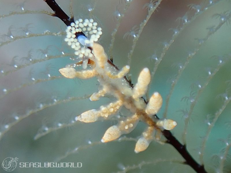 ヤマンバミノウミウシ Eubranchus putnami