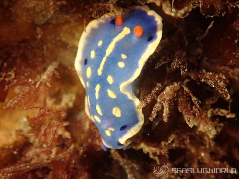 アオウミウシ Hypselodoris festiva