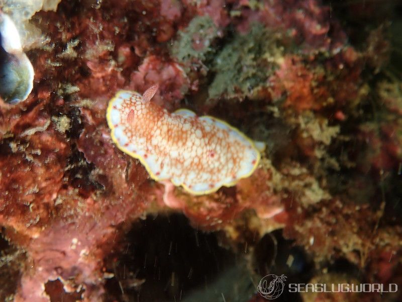 サラサウミウシ Goniobranchus sp.16