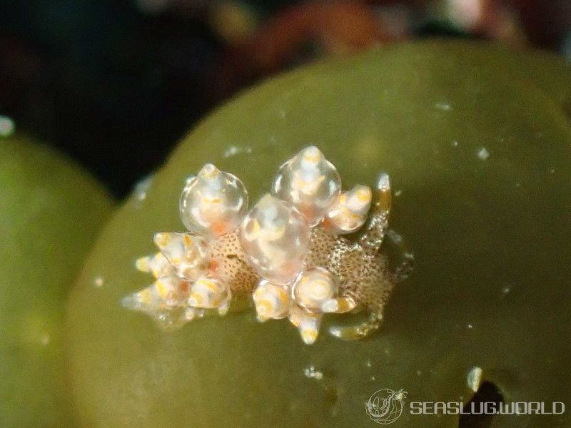 タマガワミノウミウシ Eubranchus cf. leopoldoi