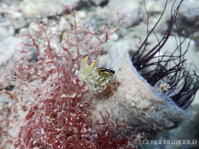 コノハミドリガイ Elysia marginata