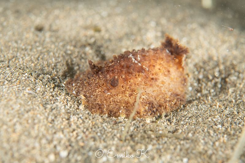 カルミノドーリス・ノデュロサ Carminodoris nodulosa