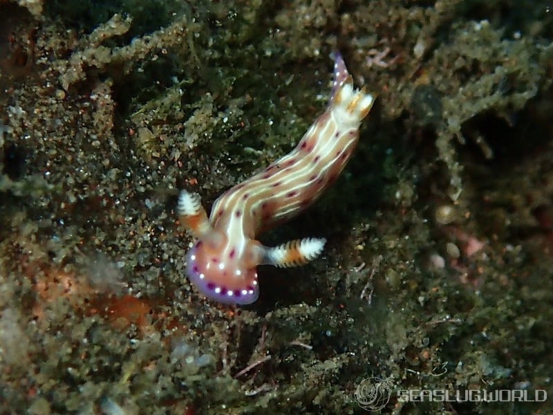 ニヨリセンテンイロウミウシ Hypselodoris maculosa