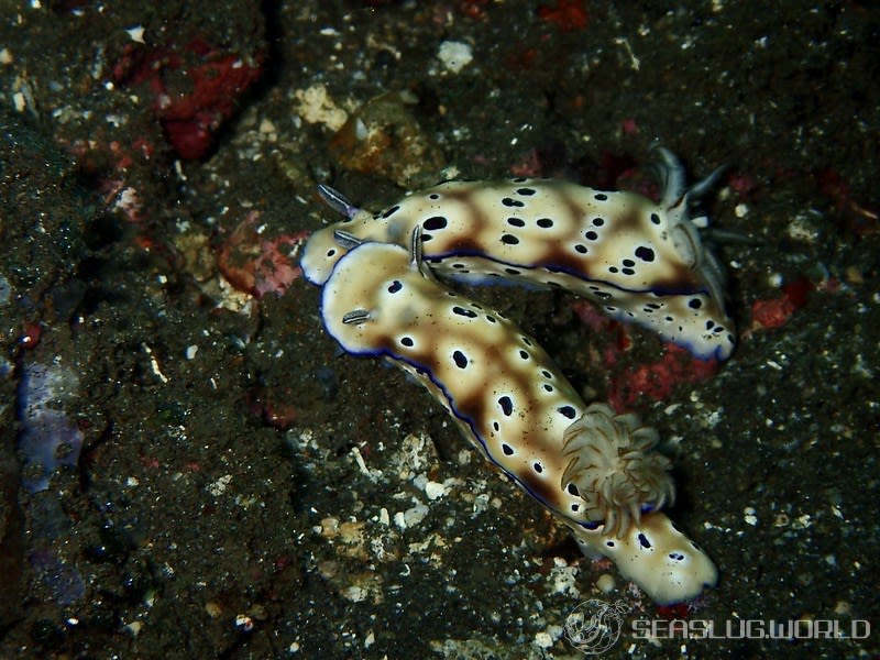 マダライロウミウシ Hypselodoris tryoni