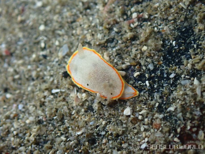 ミツイラメリウミウシ Diaphorodoris mitsuii