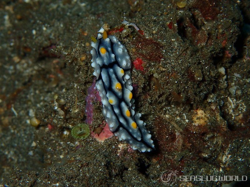 ツノキイボウミウシ Phyllidia elegans